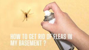 Comprehensive Guide: How to Remove Fleas from Your Basement